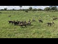 baby buffalo and wild dogs.