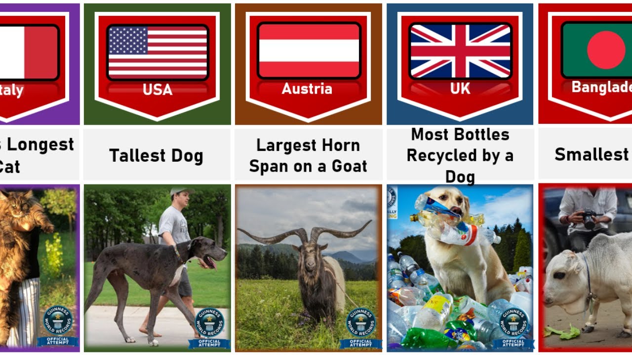 Animals Guinness World Record From Different Countries | World Records ...