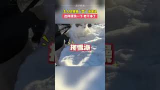 主人给猫猫“雪”浴搓澡，猫咪：姨姨们的貂皮像这样清洗一下，老干净了，拍摄者：这里的猫都习惯了，南方猫不适用