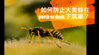 EP51 如何防止大黄蜂在porch or deck下筑巢？