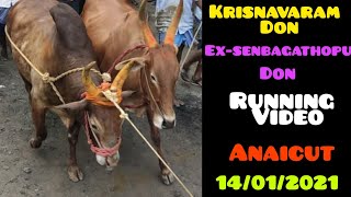 Senbagathopu don anaicut last street running video 14/01/2021