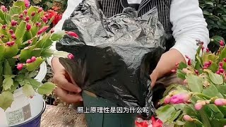 蟹爪兰不开花？套袋后不开花都难