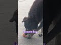 innocent dog. doglover trendingshorts lilataravlog