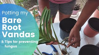 How I Pot My Vanda Orchids | Preventing Fungus and Sterilizing Cutting Tools