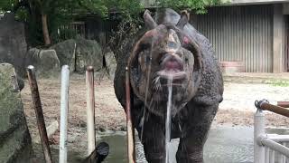 【東山動植物園公式】インドサイのセラはどうやって水を飲むでしょう？ 《 インドサイ 　サイ 》