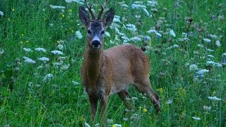 Privábený fešák - Srnec lesný (Roe Deer)