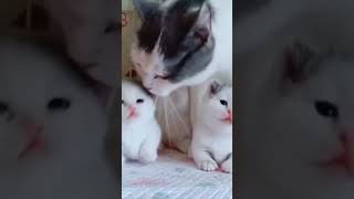 Cat Mom 🐈 Baby Kitten Meowing ❤️ meow