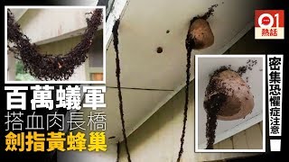 「睇到都覺得周身痕」　U型蟻橋巧奪天工