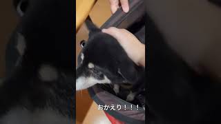 おかえり！！大興奮豆柴