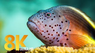 Red Sea Inhabitants 8K - Close-up Views of Incredible Undersea Creatures + Soothing Music - Part #2