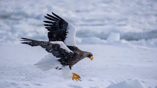 4K 北海道的冬季 : 虎頭海鵰與白尾海鵰 Winter in Hokkaido : Haliaeetus Pelagicus \u0026 Haliaeetus Albicilla