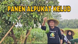 PANEN ALPUKAT KELUD