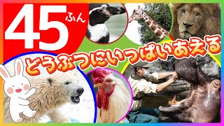 【45分連続再生】天王寺動物園のどうぶつ大集合！カムカムどうぶつえん・人気動画まとめ｜赤ちゃんが喜ぶ歌｜こどものうた｜ダンス｜アニメ