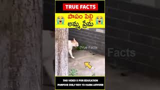 Mother cat reunites with kitten #humanity 😭తల్లి ప్రేమ😭 #amazingfacts #truefacts #shorts