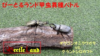 甲虫異種バトルその15 オウゴンオニクワガタ vs. グラントシロカブト