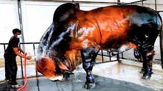 8 BIGGEST BULLS IN THE WORLD