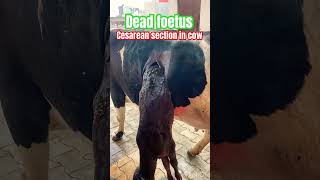 Cesarean section in cow l Dystocia l Difficulty in birth l Dr Umar Khan