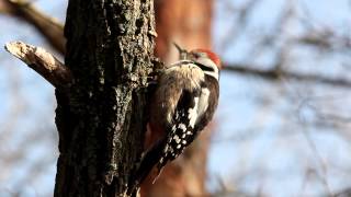 Middle Spotted Woodpecker