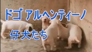 ドゴアルヘンティーノの子犬たちをご覧ください。白い犬