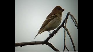 Common rosefinch (Carpodacus erythrinus) female colored