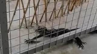 OMG!!! - Bayawak (monitor lizard)