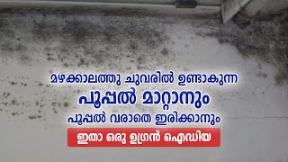 മഴക്കാലത്തു ചുവരിൽ ഉണ്ടാകുന്ന പൂപ്പൽ മാറ്റാനും, പൂപ്പൽ വരാതെ ഇരിക്കാനും ഇതാ ഒരു ഉഗ്രൻ ഐഡിയ