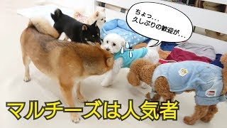 マルチーズは人気者～おひさしぶり編～ 【ひみつきちなう！②】2018年9月25日