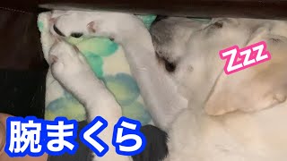 愛犬に腕枕してたらしびれてきました。でも起こせない親バカ馬鹿ですラブラドールレトリバー Labradorretriever #Shorts