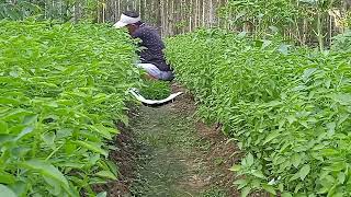 panen sayur dikebun sempitku