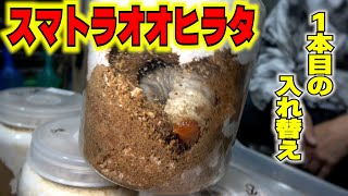 【クワガタ飼育】スマトラオオヒラタ入れ替え（エピソードⅠ）