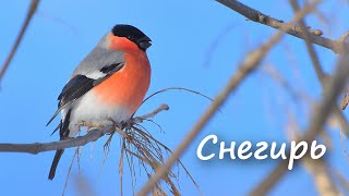 Снегирь / Bullfinch / Гіль. Голос снегиря