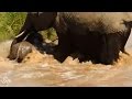 Elephants Get Together To Save Their Littlest Family Member