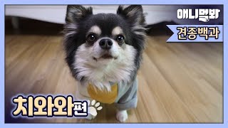 작고 귀여운 외모에 그렇지 못한 성격을 가진 치와와의 비밀 [견종백과 치와와편]ㅣWhy Does Chihuahuas Get Mad So Easily?