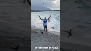 The BirdMan of Kailua (Oahu, Hawaii)