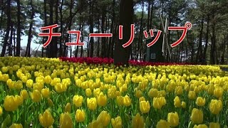 『 国営ひたち海浜公園  ～  チューリップ 』