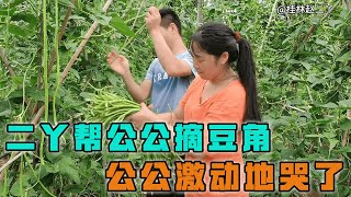 二丫帮未婚夫家采摘青豆角，挂满枝架大丰收，公公激动笑出了眼泪【桂林赵二丫】