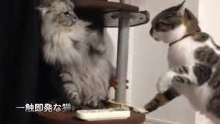 【Ｆｕｎｎｙ　Ｃａｔｓ】　一触即発な猫　Two cats would quarrel