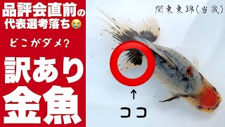 【惜しい金魚】とても良い関東東錦だけど大きな欠点が...ダメな理由を動画でご紹介 @peperia