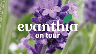 Evanthia On Tour Day 2 Lavandula Cleo-Patio®