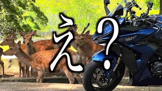 【Nara Park \u0026 Todaiji temple】AMAZING Nara movie