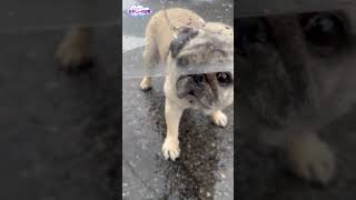 もうすぐ家なのに・・・突然動かなくなり・・・雨の散歩で張り切るパグ　Pug is excited about work in the rain.