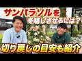 【サンパラソル】冬越しのポイントご紹介！