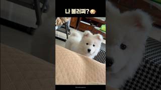 내가 곧 갈께! 댕댕이의 힘찬 도약😘 #귀여운 #동물 #웃긴영상 #힐링 #강아지