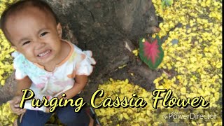 Herbal Tree - Purging Cassia Flower