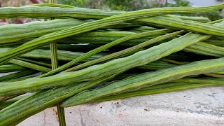 ஒரு மரத்தில் இவ்ளோ முருங்கைக்காய்களா!!! முருங்கை காய் பறிக்கலாம் வாங்க | Harvest in Drumstick