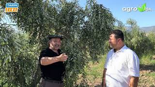 60 ağaçtan nasıl 6 ton zeytin aldı..