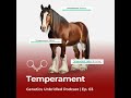 The Role of Genetics in Horse Temperament and Behavior