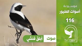 Finsch's Wheatear sound صوت ابلق فنشي