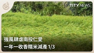 強風肆虐南投仁愛 一年一收香糯米減產1/3｜每日熱點新聞｜原住民族電視台