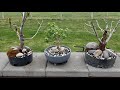 Spring Bonsai Update